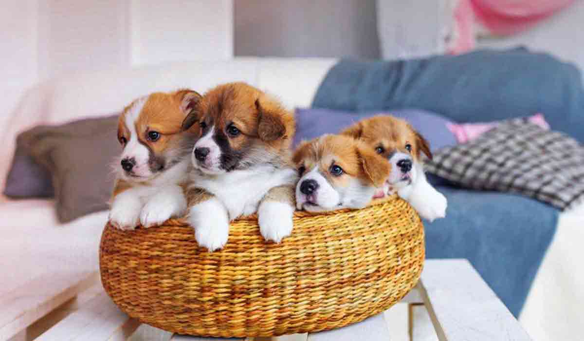 智能化且具有学习能力的网站攻击防护